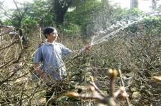 Trồng hoa để cải thiện thu nhập của giáo viên